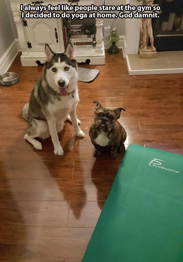 siberian husky - I always feel people stare at the gym so Idecided to do yoga at home. God damnit.