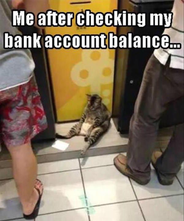 Sad cat as how it feels after checking your bank balance