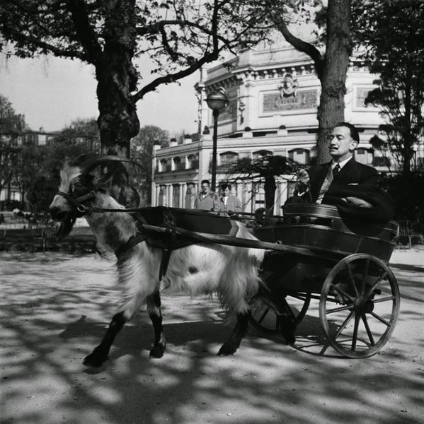Salvador Dalí on a carriage drawn by his goat, 1953.