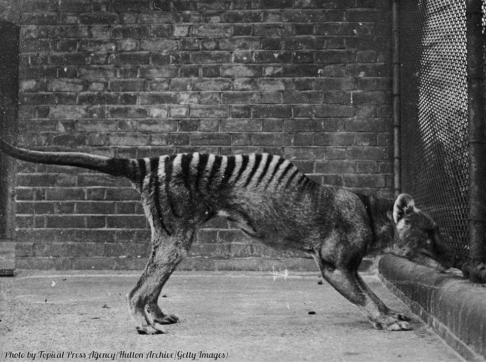 A thylacine or ‘Tasmanian tiger’ in captivity, circa 1930. The last thylacine died in captivity in 1936