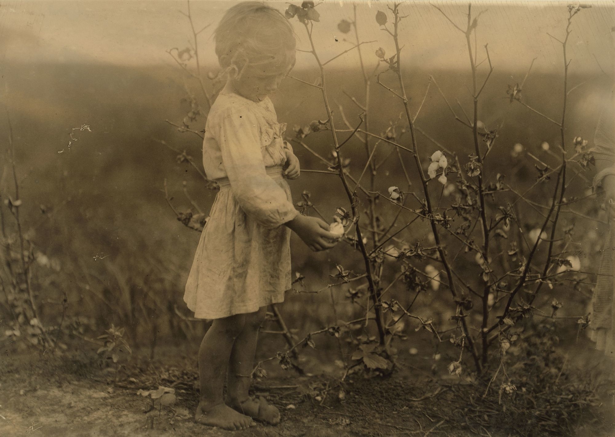 1913: Millie, a 4-year-old cotton picker on a farm near Houston, picks about eight pounds each day.