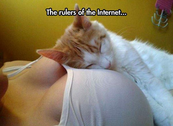 boobs and cat - The rulers of the Internet...