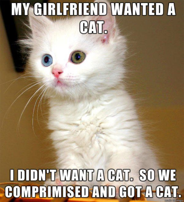girlfriend cat meme - My Girlfriend Wanted A Cat. I Didn'T Want A Cat. So We Comprimised And Got A Cat.