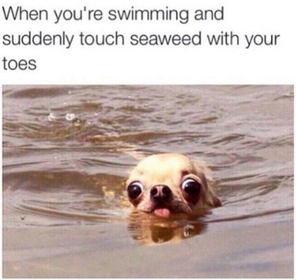 friday yet funny meme - When you're swimming and suddenly touch seaweed with your toes