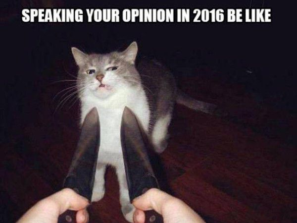 knife cat - Speaking Your Opinion In 2016 Be