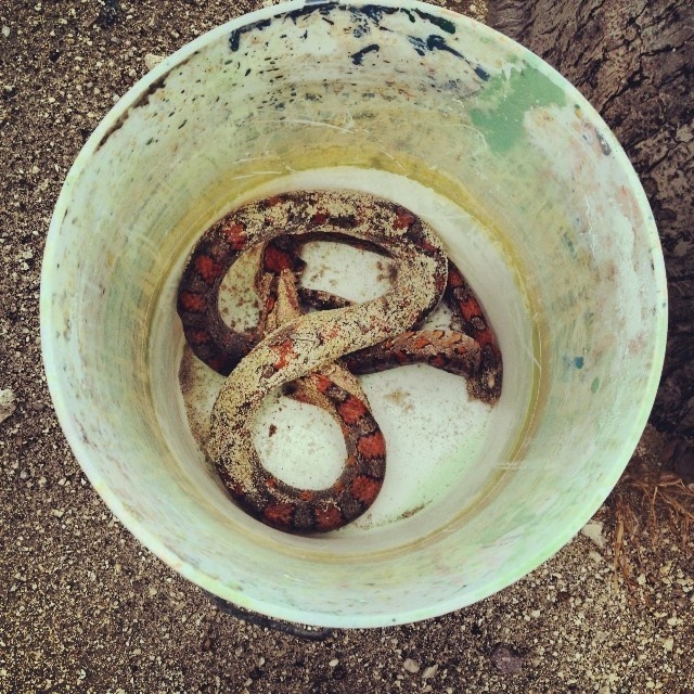 A snake kept in a bucket for safety