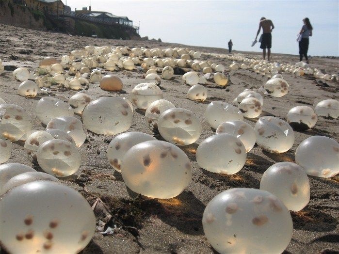 Giant gastropod egg capsules seem to have swam to Mar de Plata, Argentina