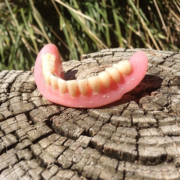 Someone lost their teeth on the beach