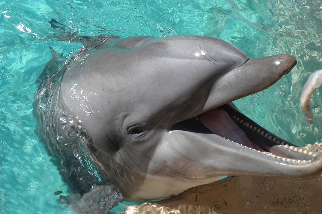 intelligent are dolphins - |