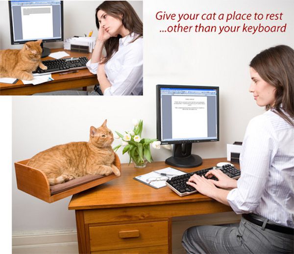 cat bed - Give your cat a place to rest ...other than your keyboard