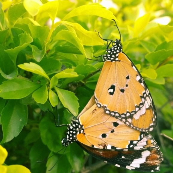 Many adult butterflies never have an excretion -- instead, they use all they eat for energy.