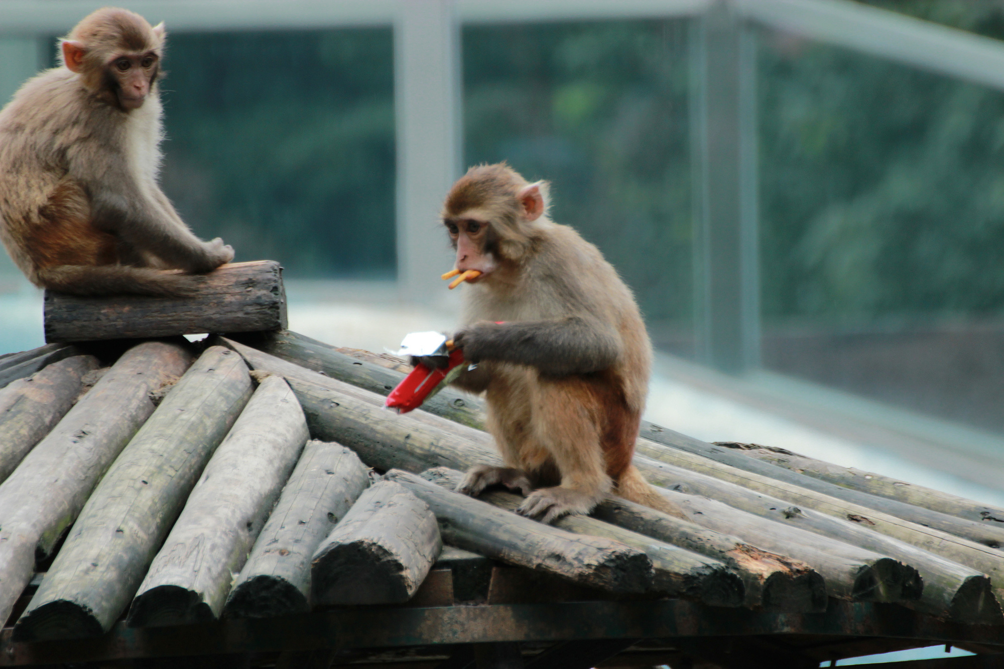 Fifteen monkeys escaped a primate research center in Japan by using trees as catapults over the electric fence.