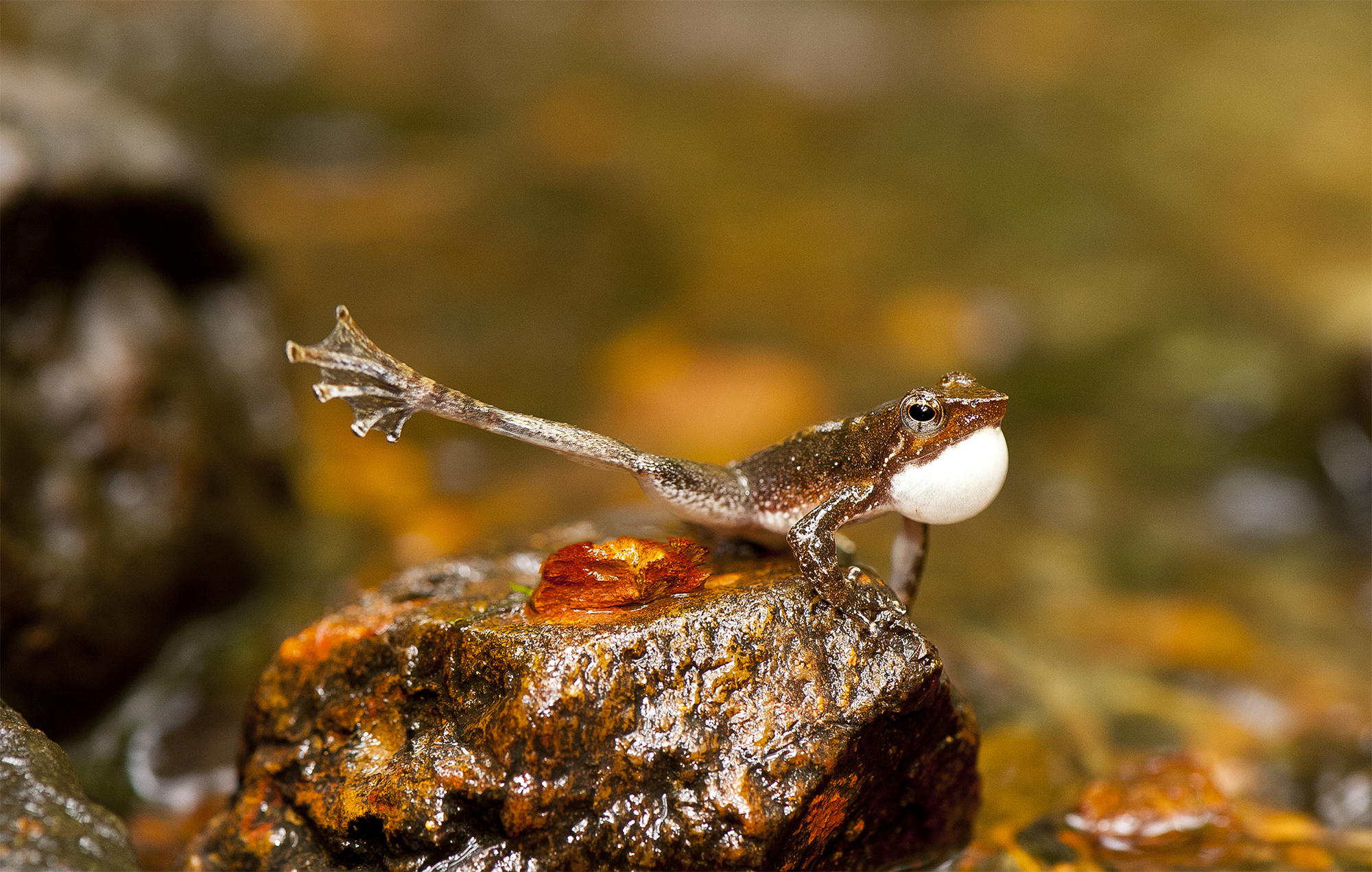 There are frogs in Western Ghats, India that are known as the dancing frogs. The males stretch out their hind legs one at a time to attract females.