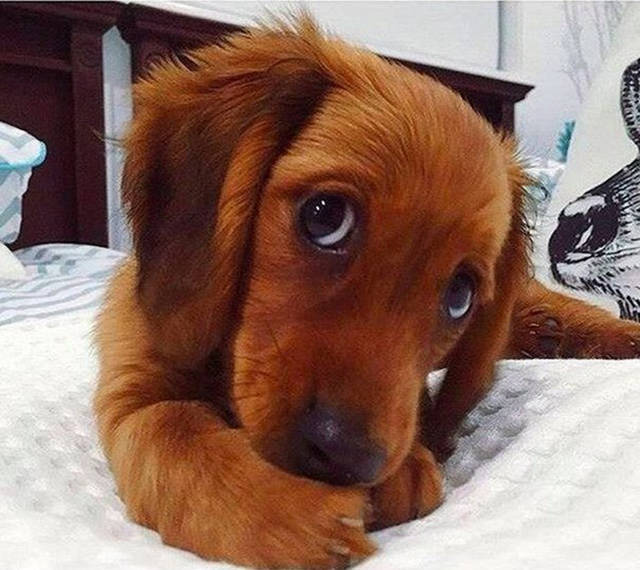 cute puppy eyes