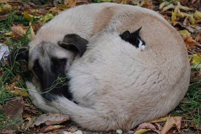 kitten sleeping on big dog
