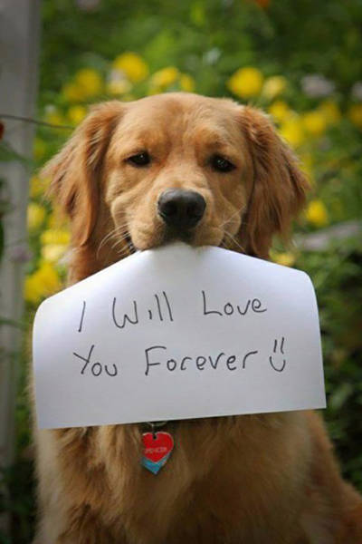 dog love - I Will Love You Forever