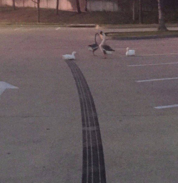 fast was that duck going
