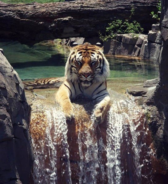 big cat in water