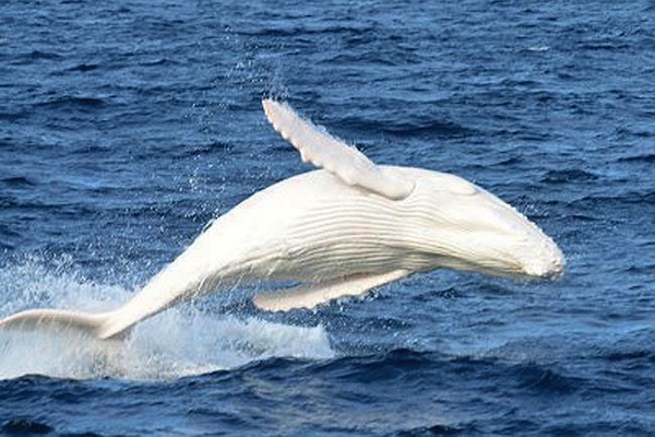 Migaloo, the only white humpback whale on Earth (until 2011).