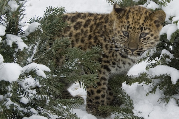 There are only 57 Amur leopards left in the world.