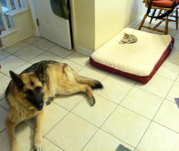 24 Pictures That Prove Animals Are Complete Jerks