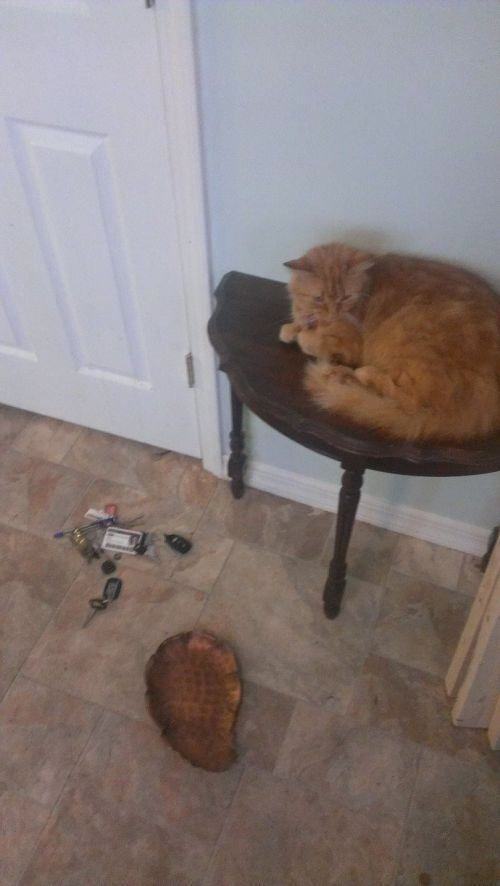 24 Pictures That Prove Animals Are Complete Jerks