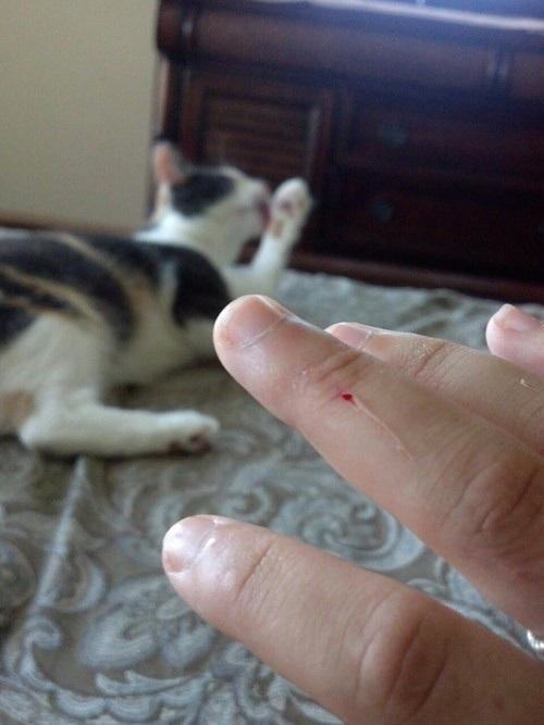 24 Pictures That Prove Animals Are Complete Jerks