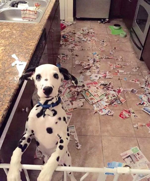 24 Pictures That Prove Animals Are Complete Jerks