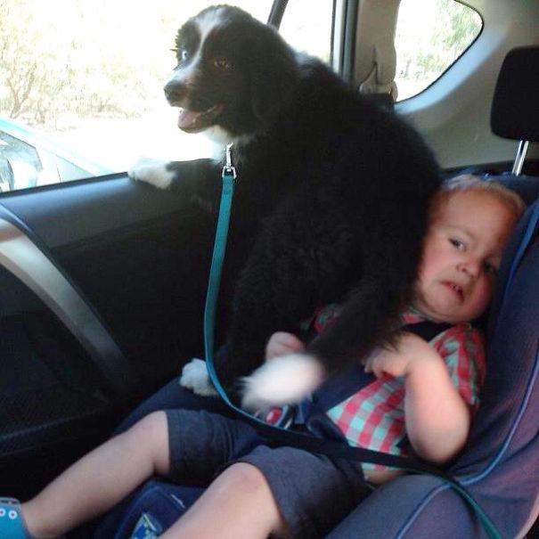 24 Pictures That Prove Animals Are Complete Jerks