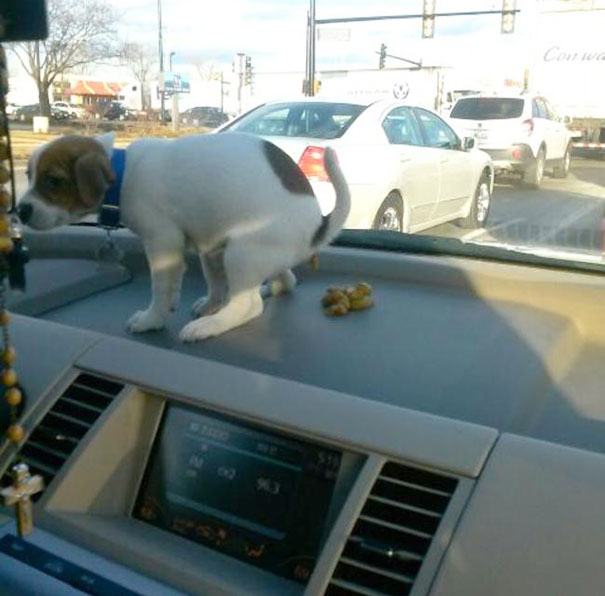 24 Pictures That Prove Animals Are Complete Jerks