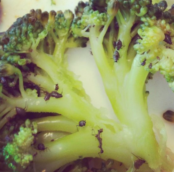 If you already found broccoli revolting, this should confirm that you were right all along.