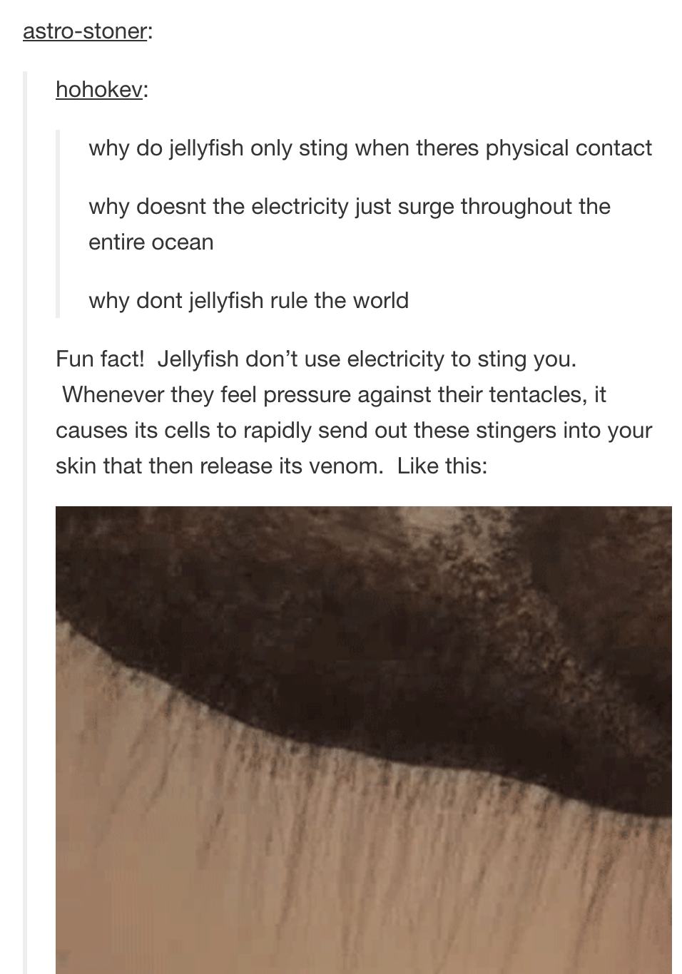 ocean tumblr posts - astrostoner hohokev why do jellyfish only sting when theres physical contact why doesnt the electricity just surge throughout the entire ocean why dont jellyfish rule the world Fun fact! Jellyfish don't use electricity to sting you. W