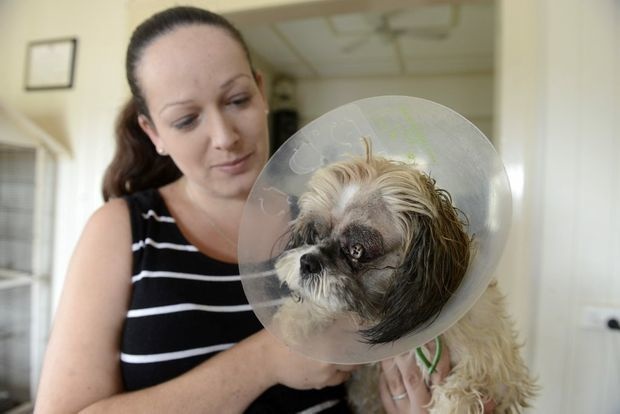 This woman received an anonymous donation from a complete stranger so that her dog, Gizmo, could have an emergency eye surgery.