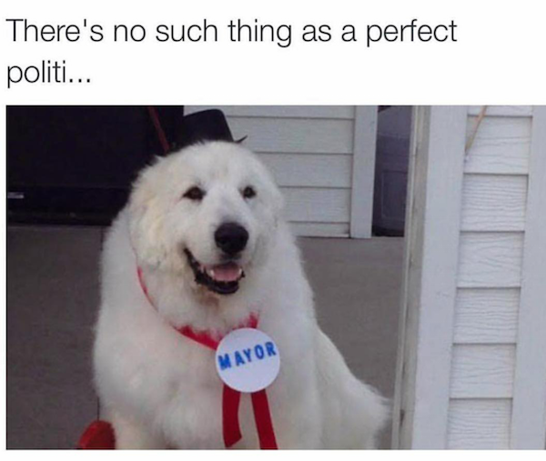 dog elected mayor - There's no such thing as a perfect politi... Mayor