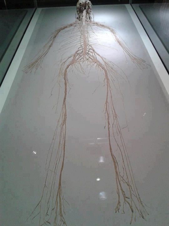 The human body is crazy complex. This is your entire nervous system laid out.