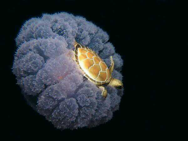 This turtle decided to hitch a ride on a jelly fish that looks like a car tire.