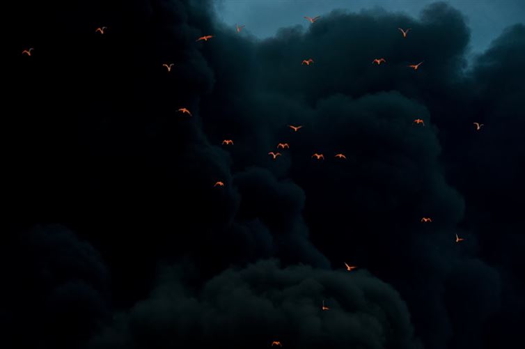 Birds escape a mysterious smoke that rises in the distance.