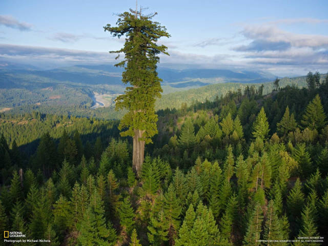One tree to rule them all – the tallest tree in the world, Hyperion.