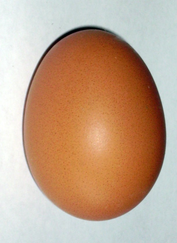 A chicken egg could accommodate the number of female ova necessary to repopulate the earth to its present population.