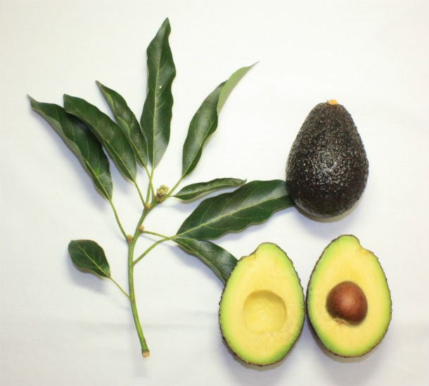 In the Aztec culture avocados were considered so sexually powerful that virgins were restricted from contact with them.