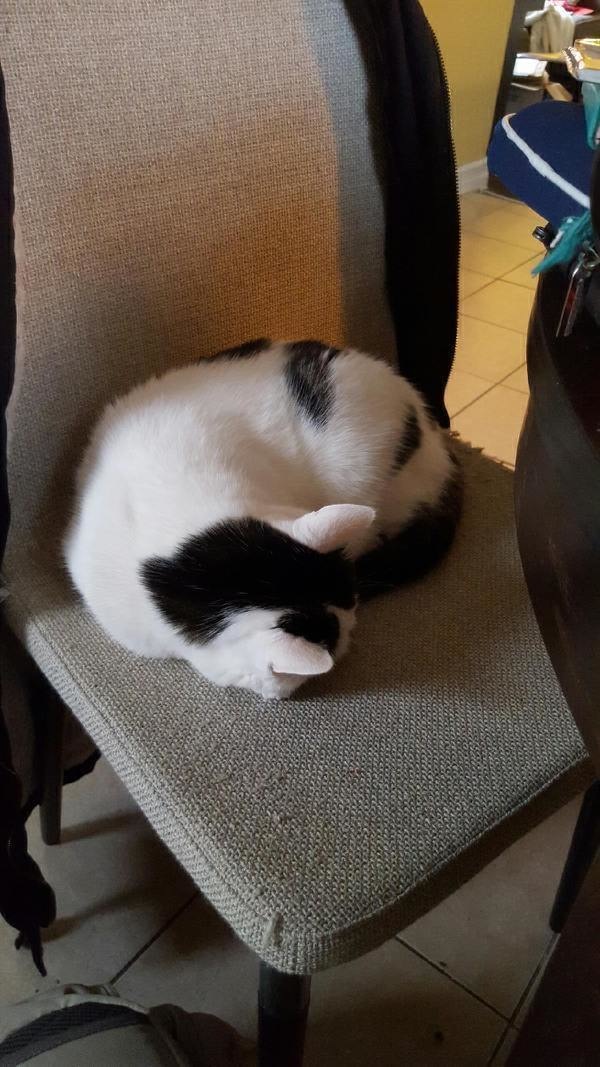 This cat's rear end looks like an adorable panda.