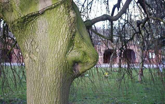 This tree just so happened to grow a nose.