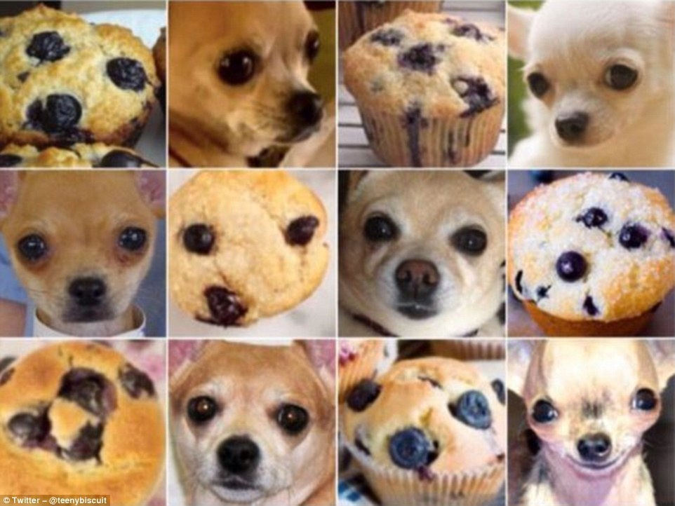 And finally, all of these chihuahuas look like delicious blueberry muffins.