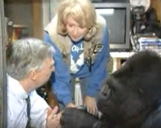 Koko the Gorilla loved Mister Rogers’ Neighborhood. When Rogers met her, she hugged him and followed standard protocol based on what she’d seen on the show: she took his shoes off