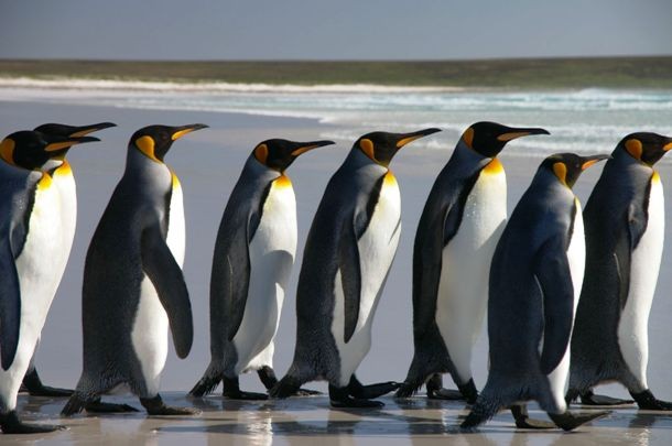 The largest gathering of people dressed as penguins is 624 and was achieved by Richard House Children’s Hospice (UK) at The Scoop, More London, London, UK, for Guinness World Records Day, on November 12, 2015.