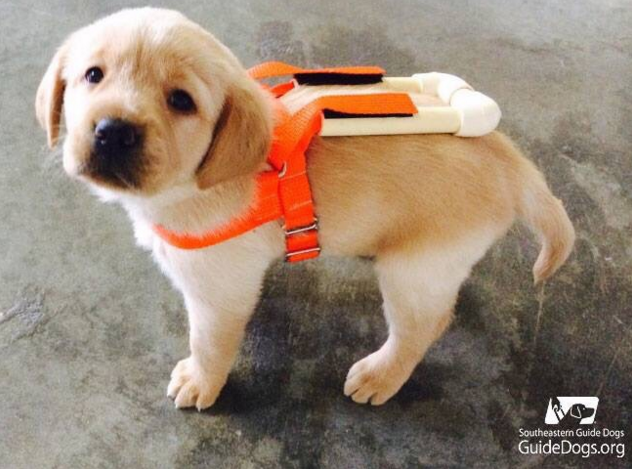 Guide dog puppy in training wearing his specially made puppy harness to prepare him for his big boy harness