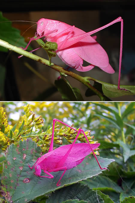 The Oblong-Winged katydid or bush cricket have a genetic mutation called erythrism which gives the insect its pink pigmentation.