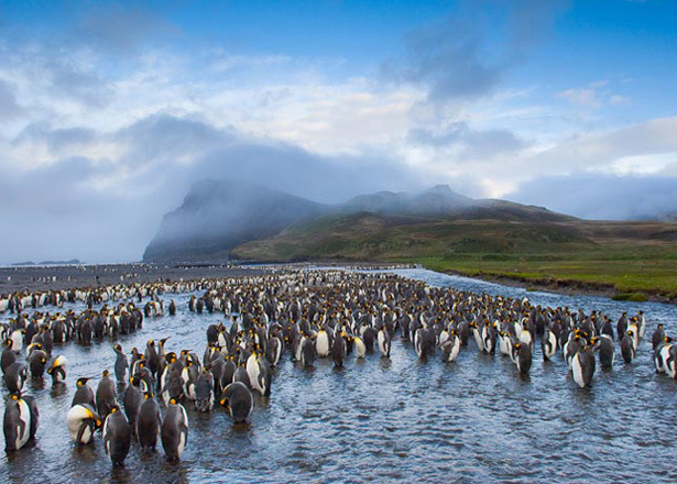 Breeding king penguins at Possession Island.