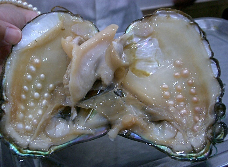 Pearls inside of an oyster.