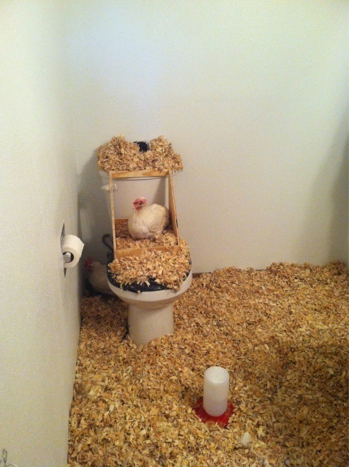 ... Or, if you're up for the challenge, turn their bathroom into a chicken coop.